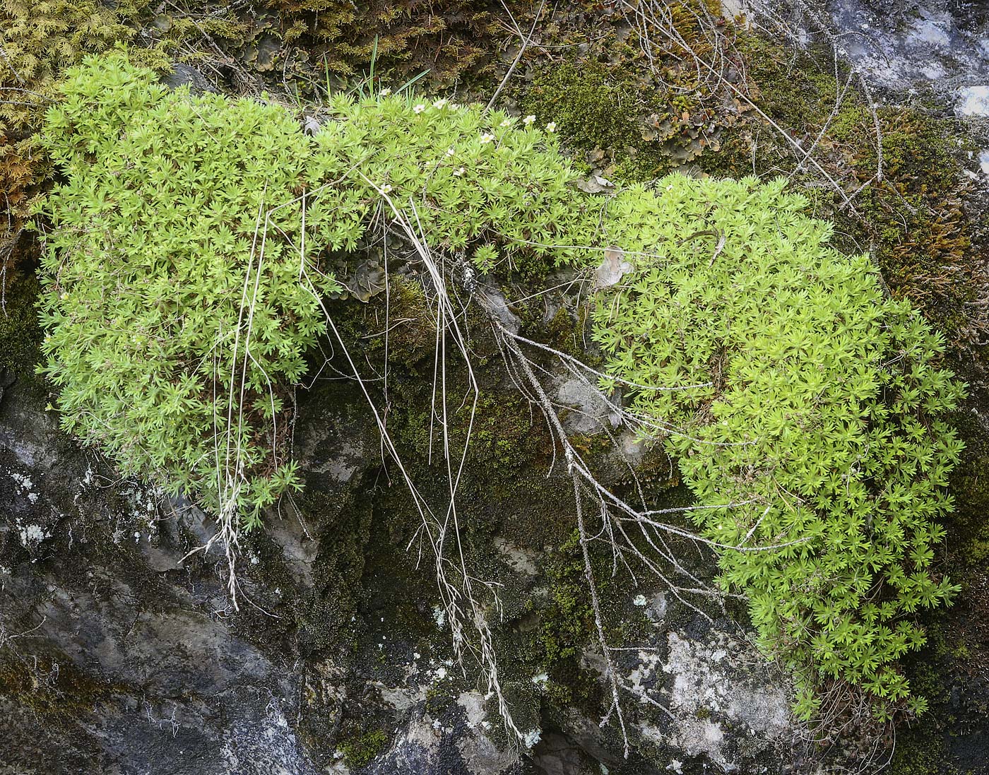 Image of Saxifraga cespitosa specimen.