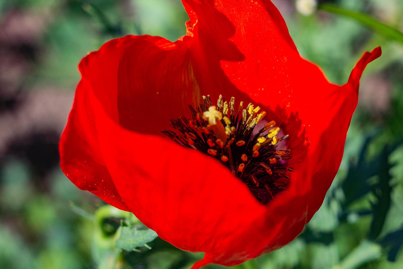 Image of Roemeria refracta specimen.