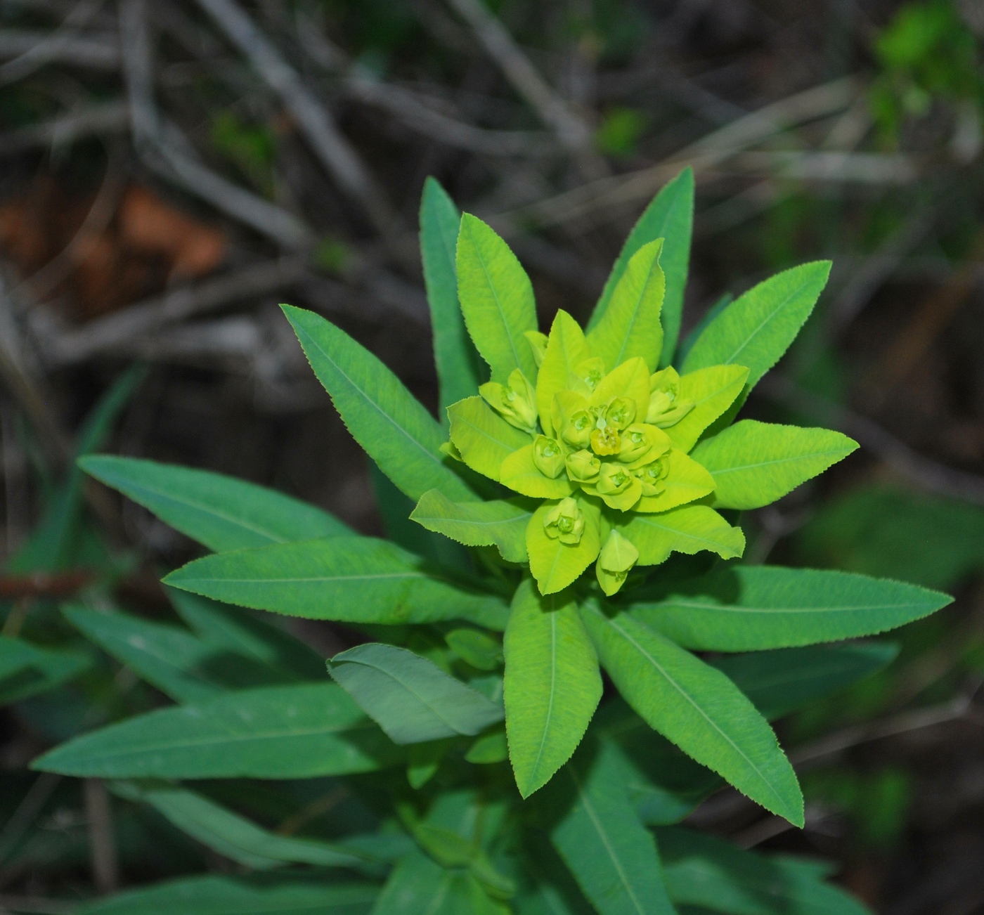 Изображение особи род Euphorbia.