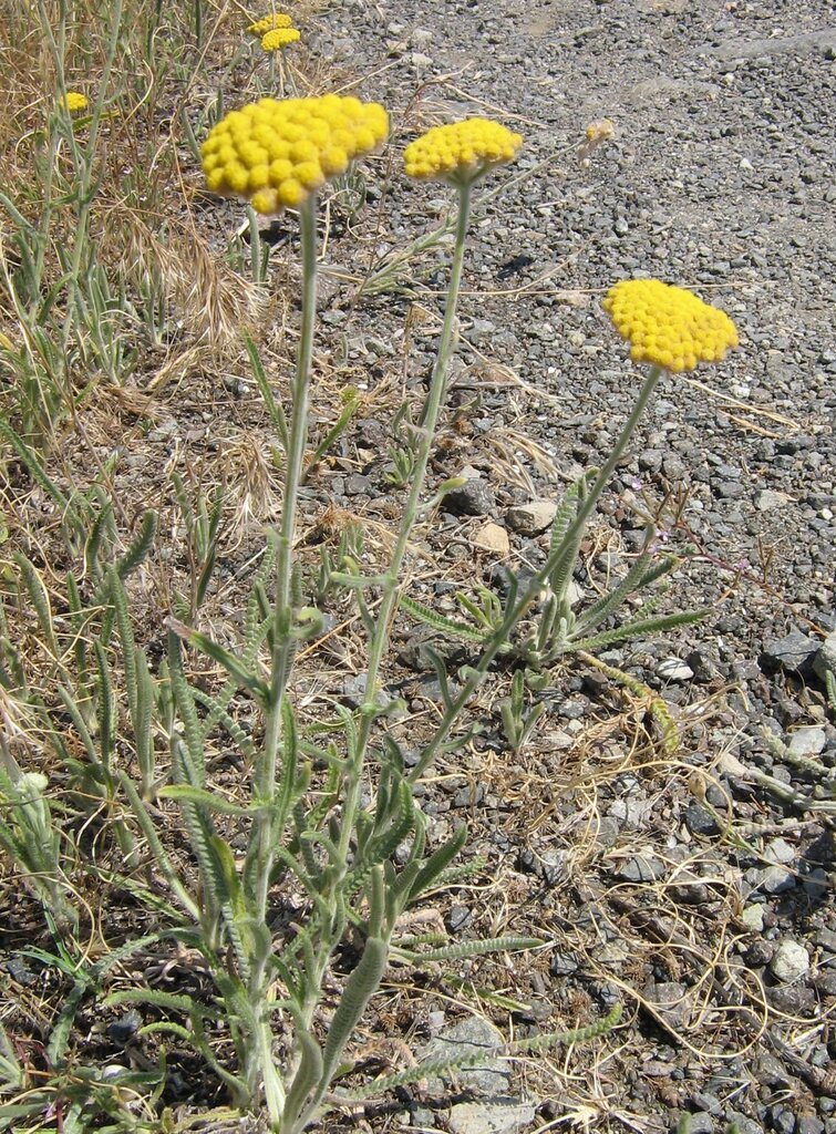 Image of Achillea coarctata specimen.