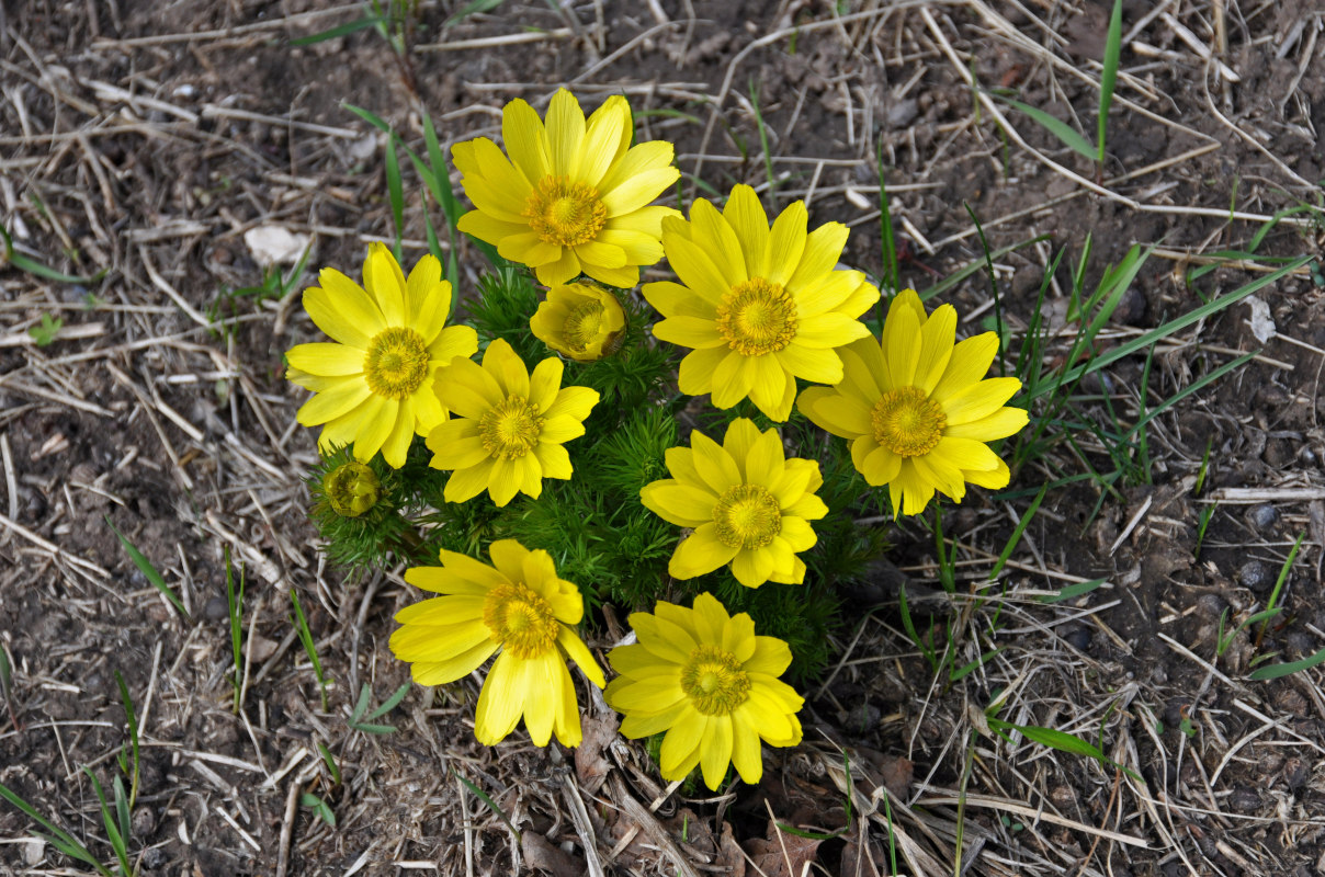 Изображение особи Adonis vernalis.