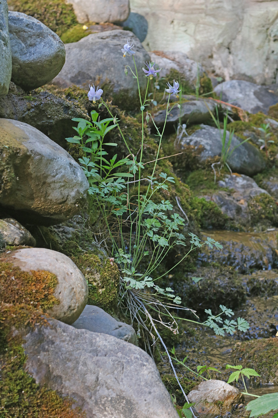 Изображение особи Aquilegia vicaria.