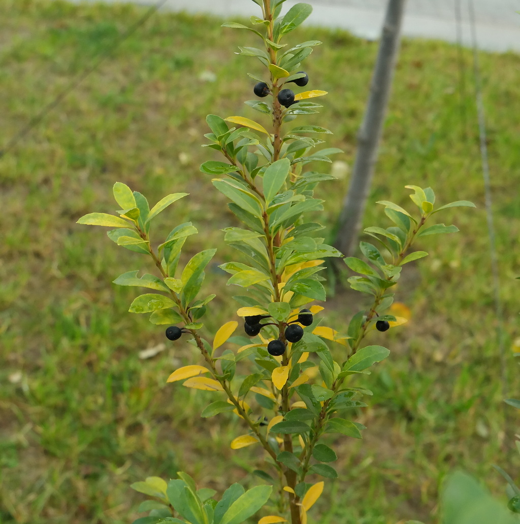 Image of Ilex crenata specimen.