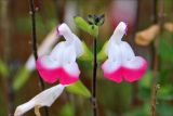 Salvia microphylla