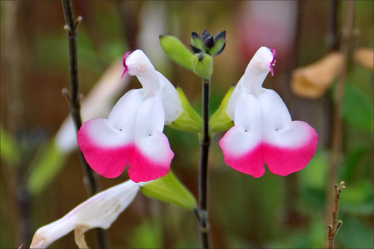 Изображение особи Salvia microphylla.