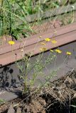 Anthemis tinctoria