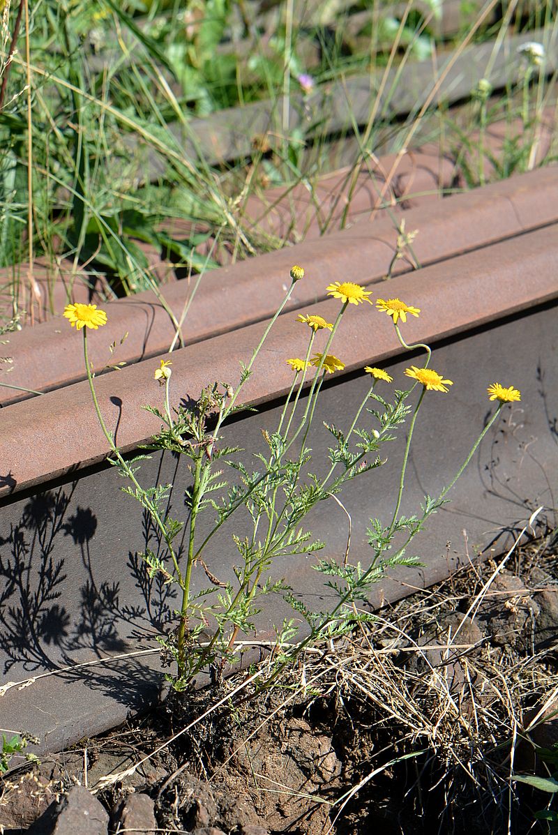 Image of Anthemis tinctoria specimen.