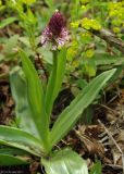 Orchis × angusticruris гибридный подвид transcaucasica. Цветущее растение. Азербайджан, Хачмазский р-н, Самурский лес. 08.04.2010.