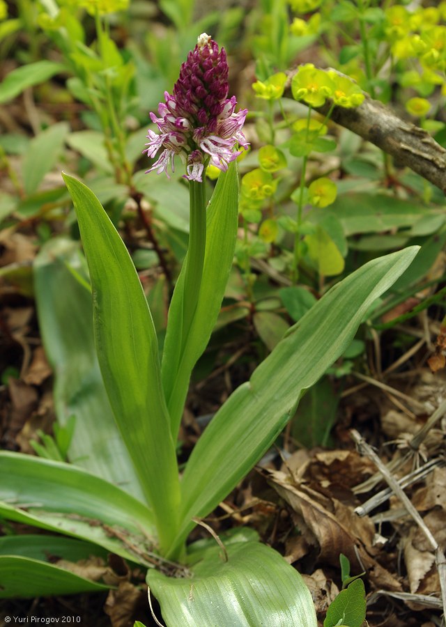 Image of Orchis × angusticruris nothosubsp. transcaucasica specimen.