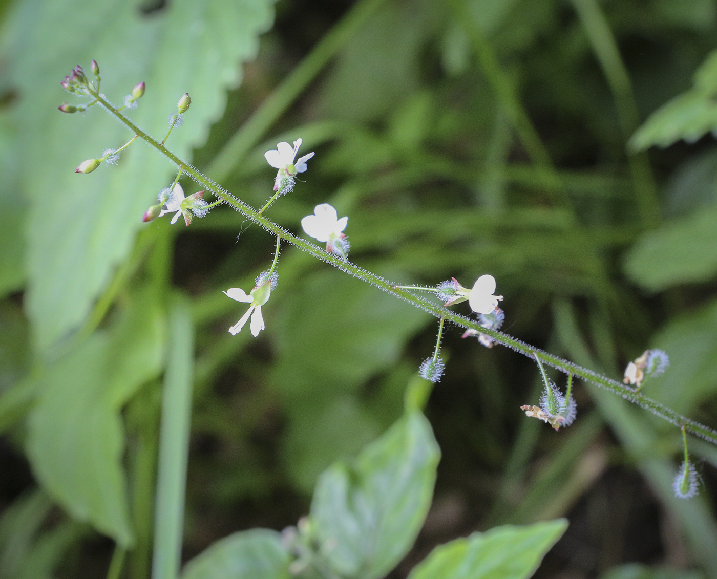 Image of Circaea lutetiana specimen.