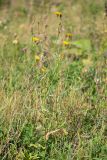 Picris hieracioides