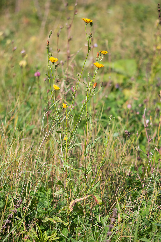 Image of Picris hieracioides specimen.