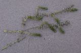 Elodea canadensis. Извлеченное из воды растение. Пермский край, Оханский р-н, Тулумбаихинское сельское поселение, Кунчурихинский бор, мелководье. 25.09.2021.