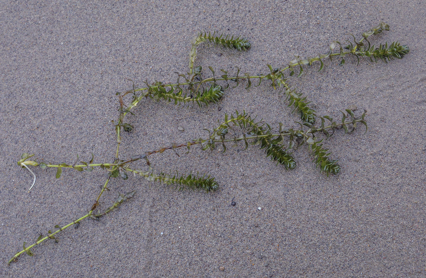 Изображение особи Elodea canadensis.