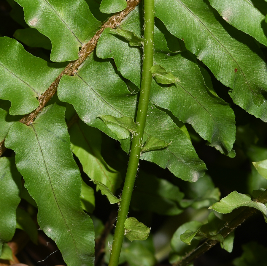 Image of Nephrolepis exaltata specimen.