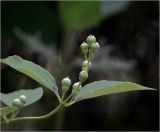 Philadelphus pubescens