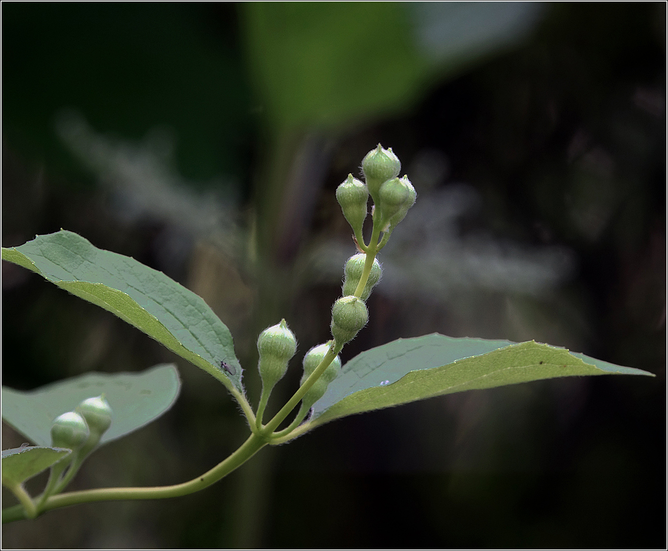 Изображение особи Philadelphus pubescens.