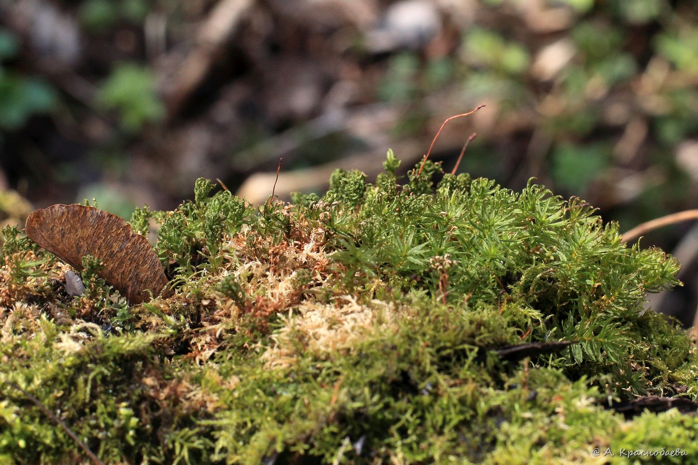 Image of Atrichum undulatum specimen.