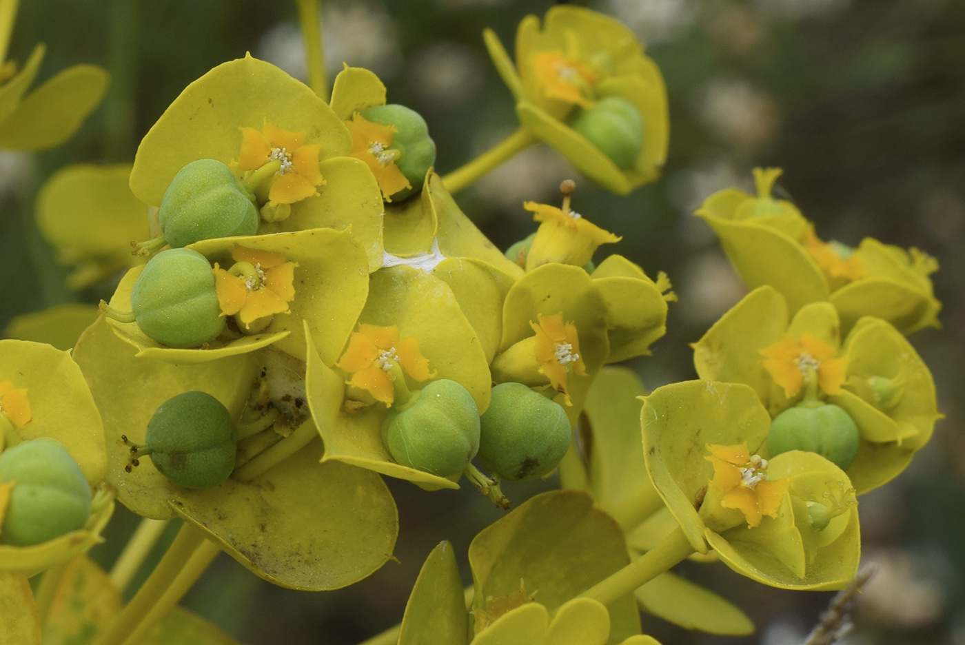 Изображение особи Euphorbia nicaeensis.