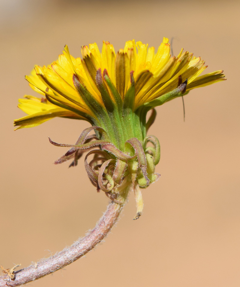 Изображение особи род Taraxacum.