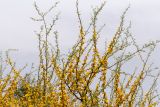 Vachellia farnesiana