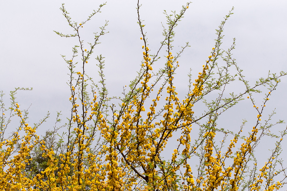 Изображение особи Vachellia farnesiana.