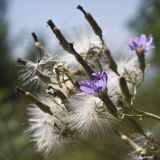 Lactuca tatarica. Соцветия и соплодия. Ростовская обл., степные холмы правого берега р. Дон у станицы Пухляковская. 16.07.2010.