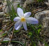 Crocus hermoneus