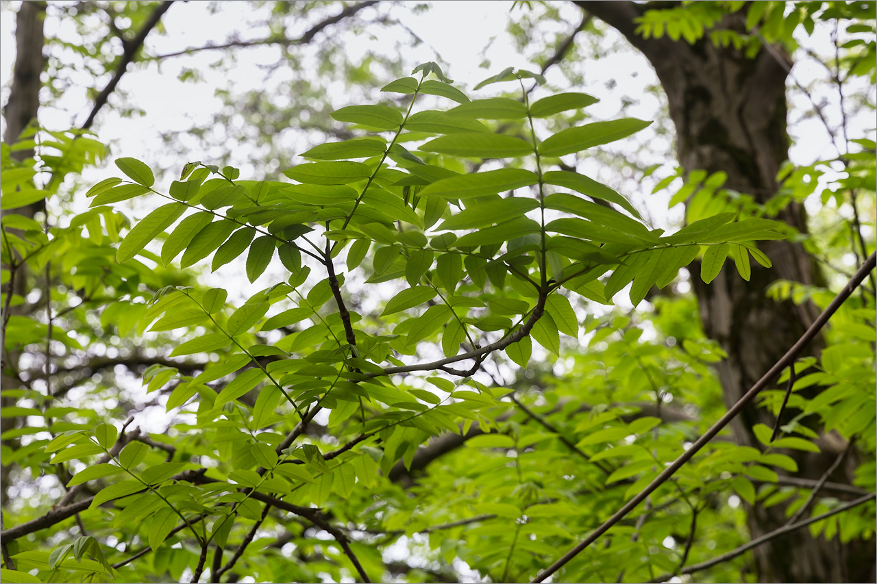 Изображение особи Pterocarya rhoifolia.