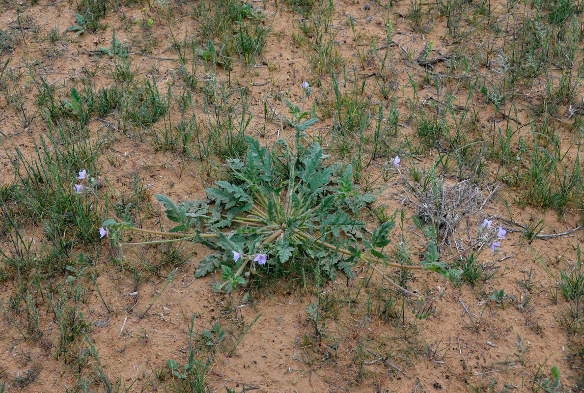 Изображение особи Erodium ciconium.