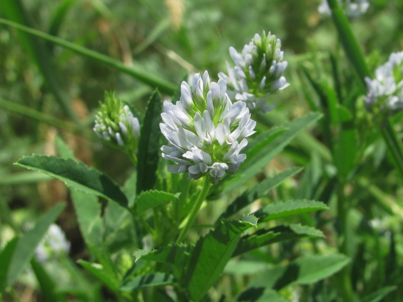 Изображение особи Trigonella caerulea.