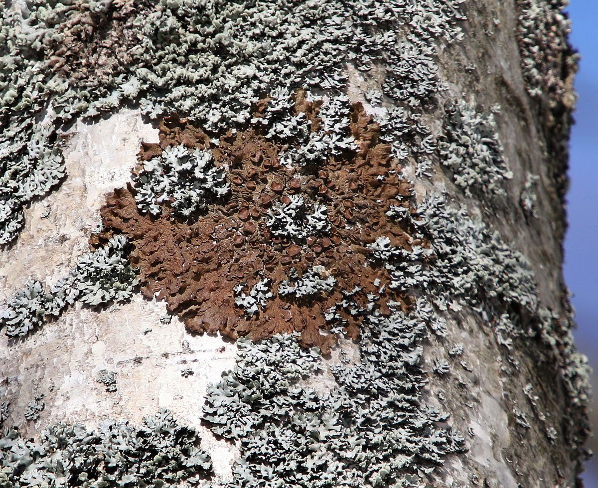 Image of class Lecanoromycetes specimen.