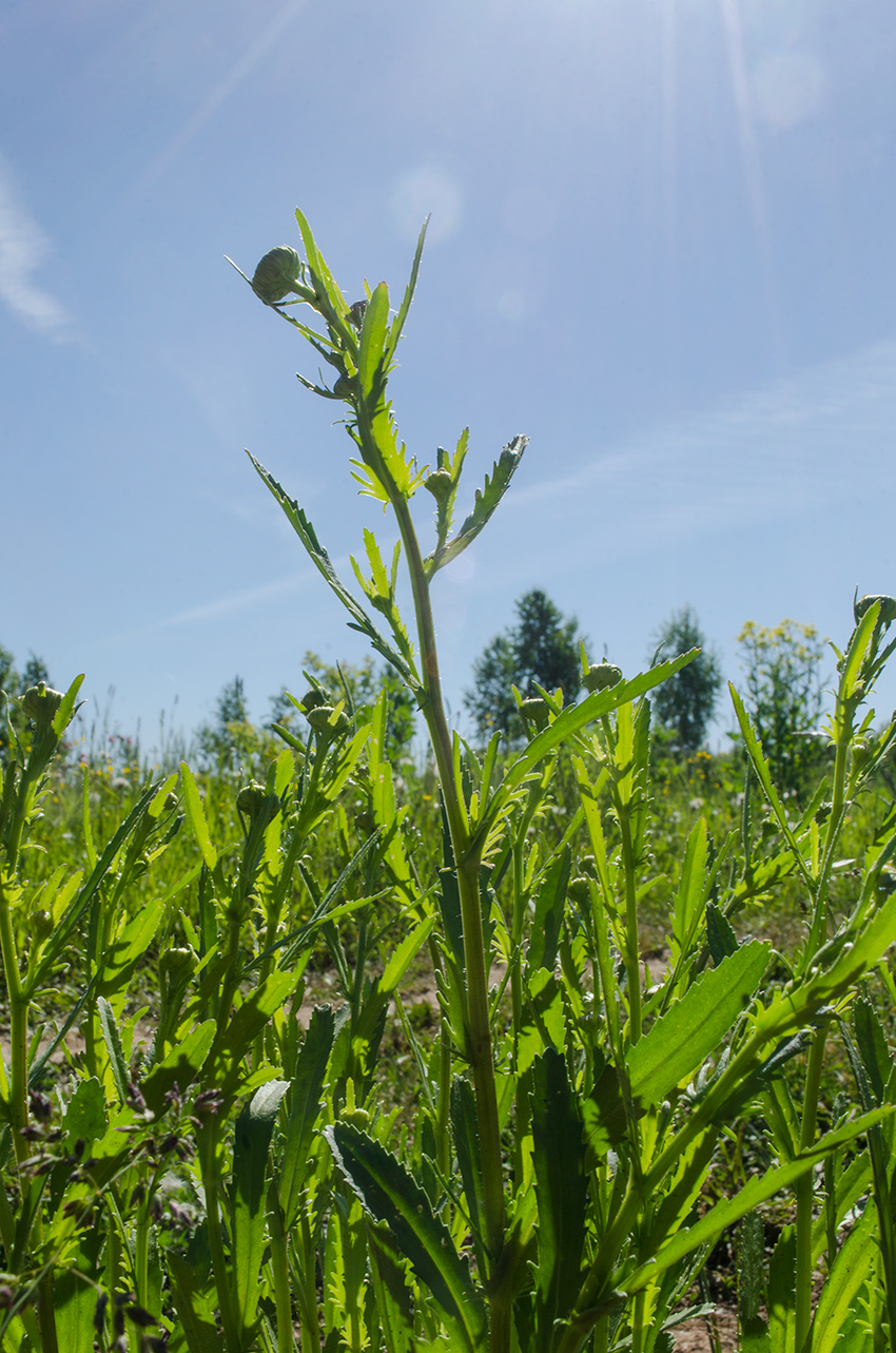 Image of Leucanthemum vulgare specimen.