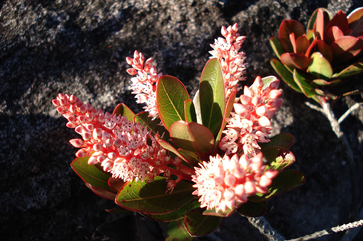Image of Cyrilla racemiflora specimen.
