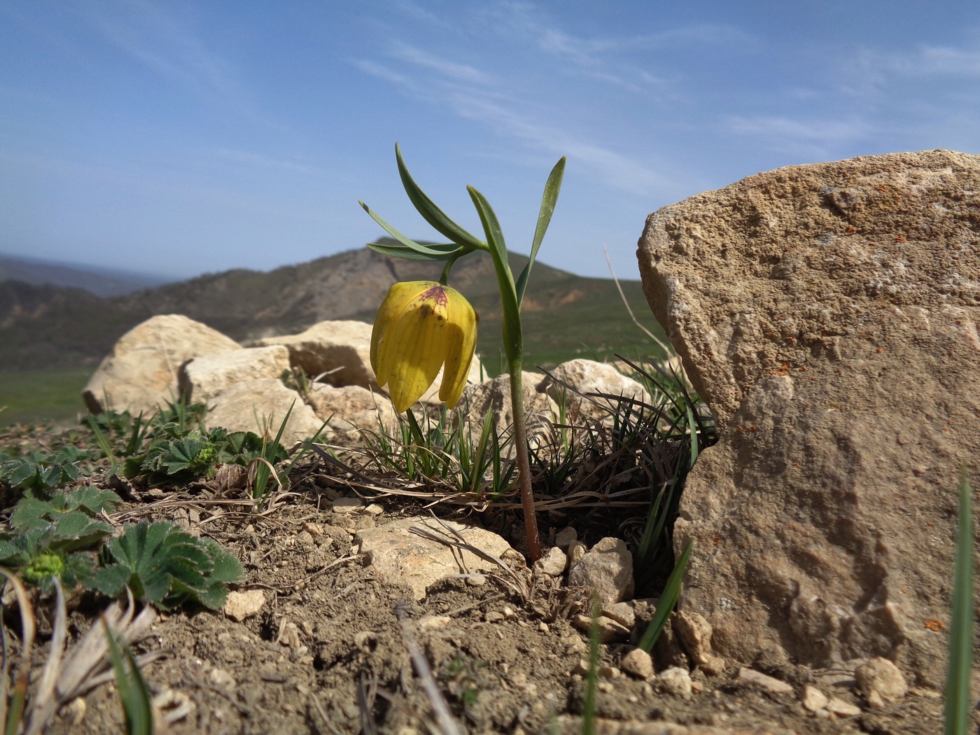 Image of Fritillaria ophioglossifolia specimen.