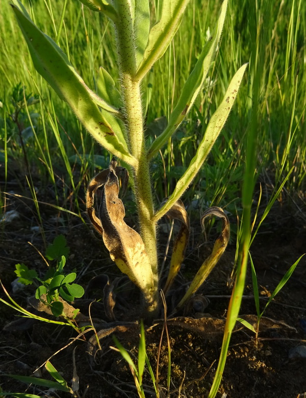 Image of Echium vulgare specimen.