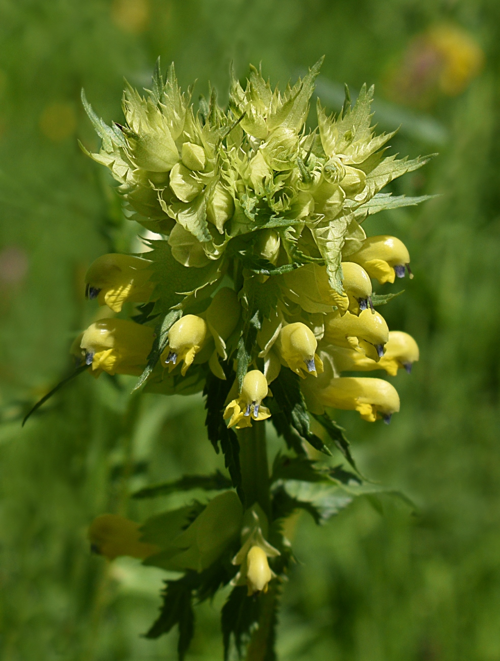 Изображение особи Rhinanthus minor.