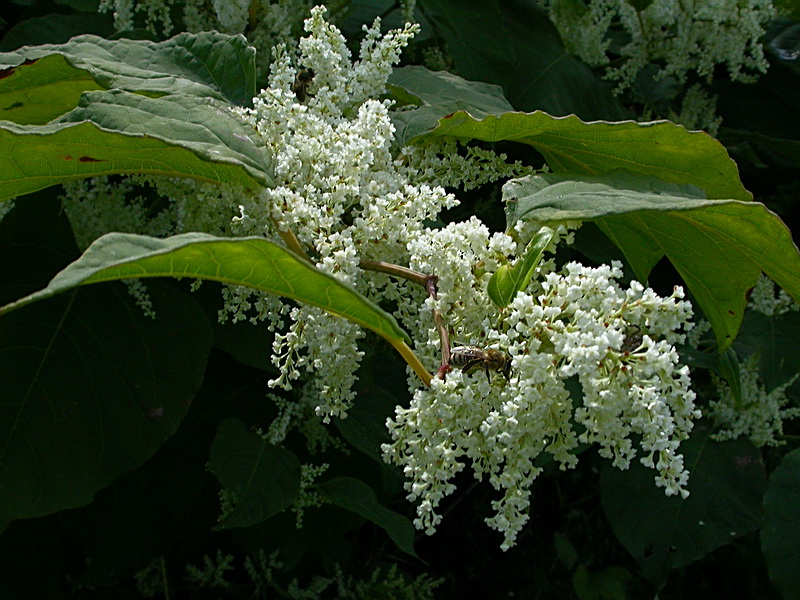 Image of Reynoutria japonica specimen.