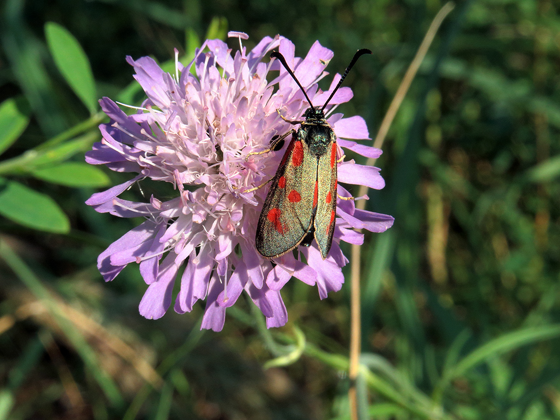 Image of Knautia arvensis specimen.