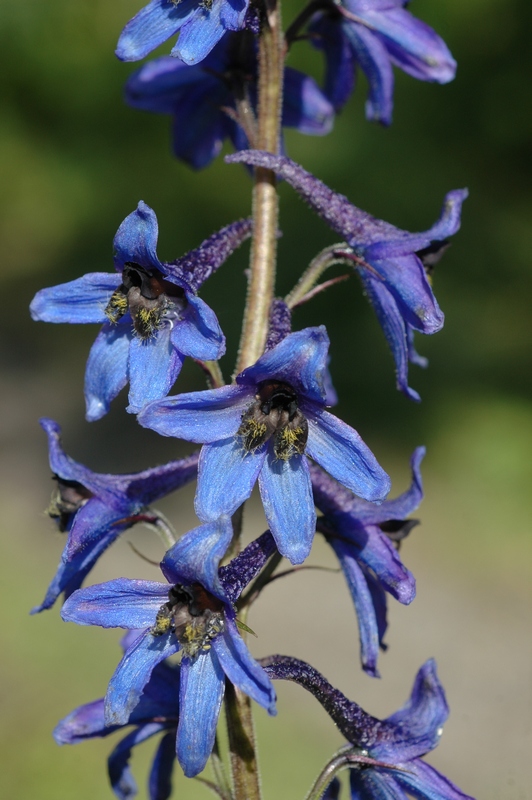 Изображение особи Delphinium elatum.