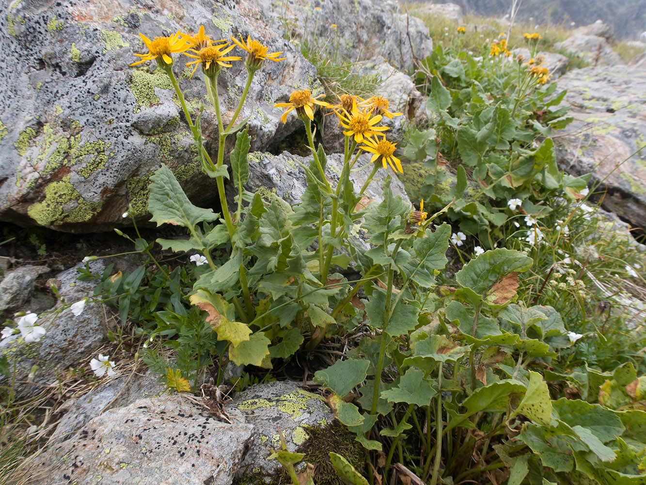 Image of Senecio taraxacifolius specimen.