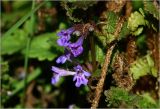 Glechoma hederacea