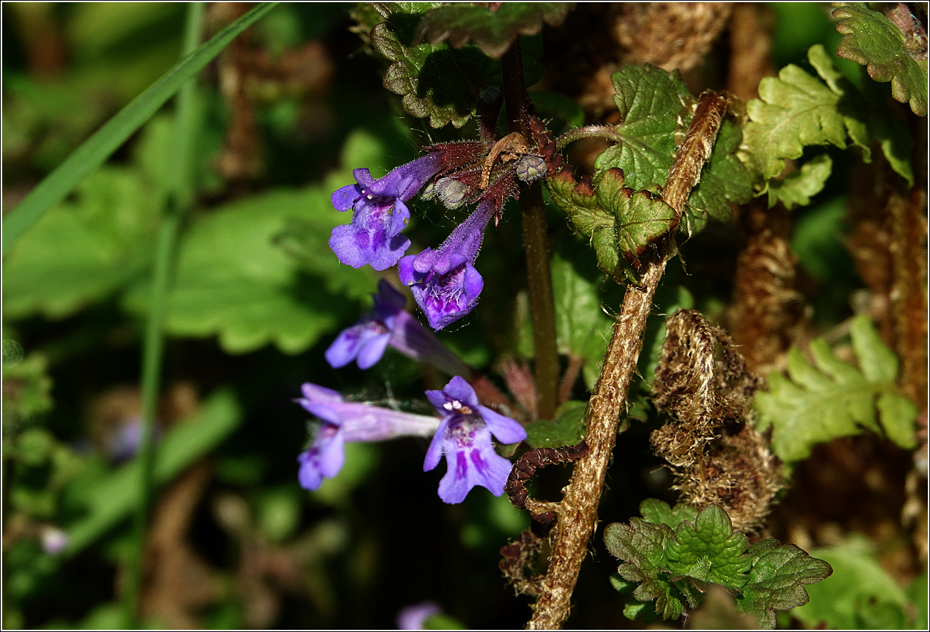 Изображение особи Glechoma hederacea.