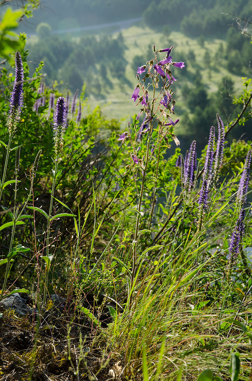 Image of Campanula sibirica specimen.