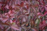 Parthenocissus inserta