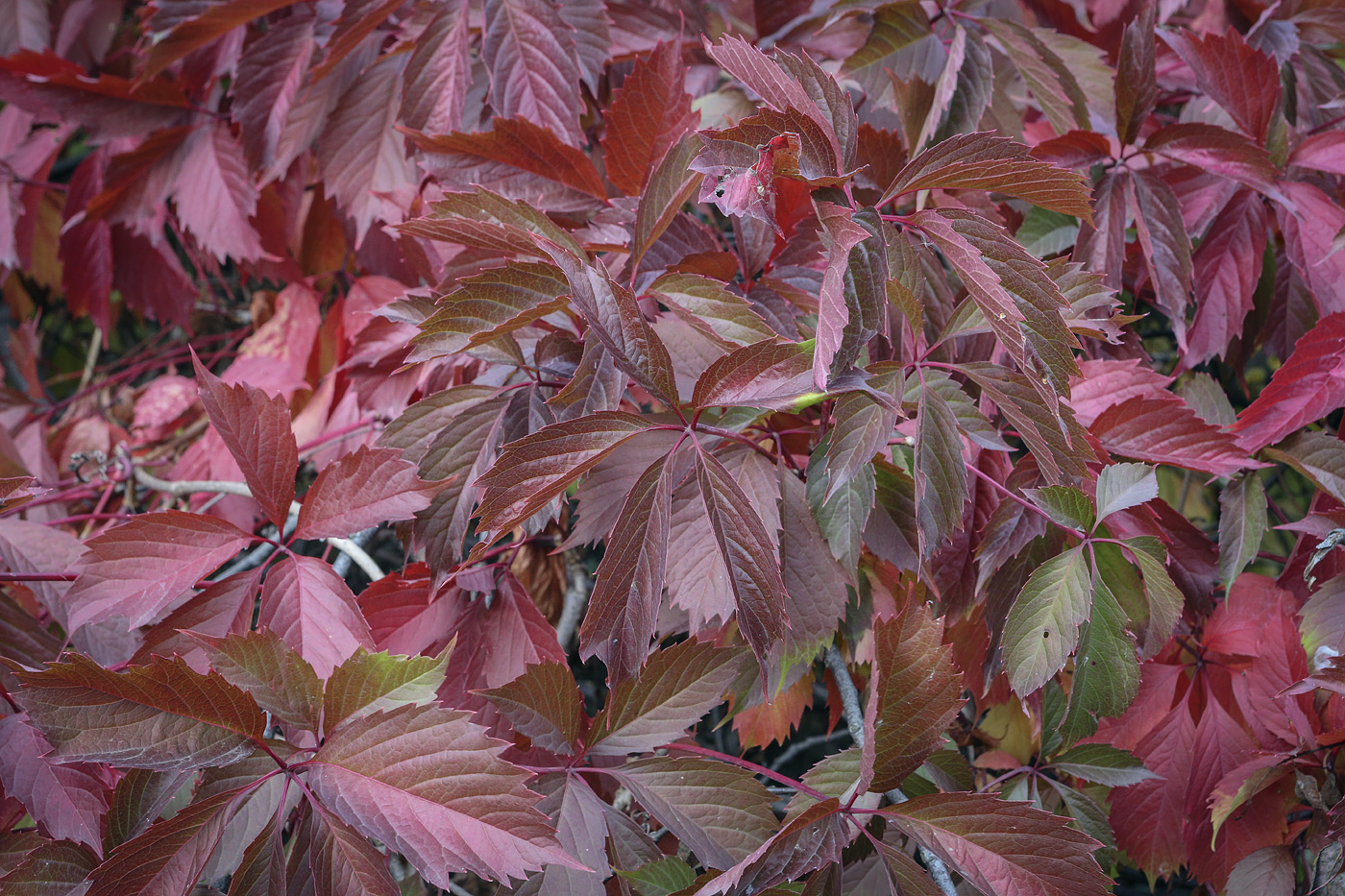 Image of Parthenocissus inserta specimen.