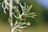 Artemisia austriaca