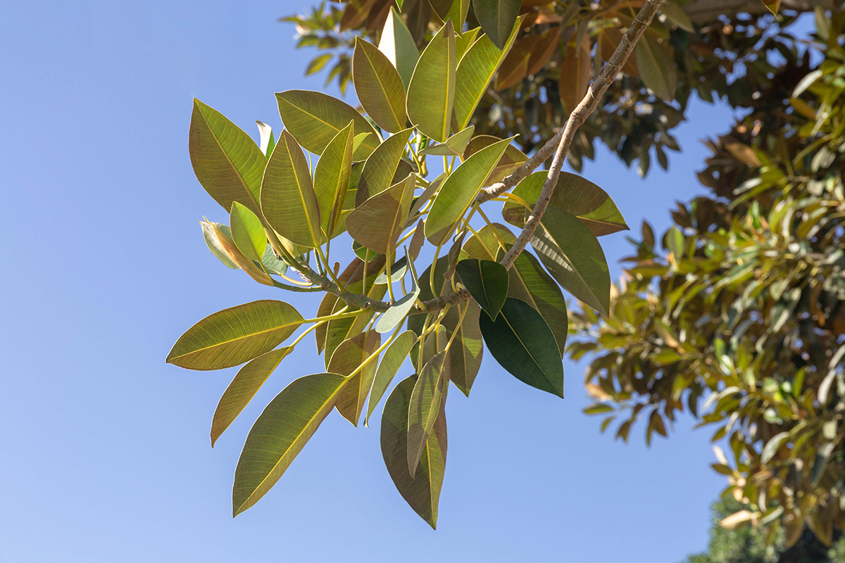 Изображение особи Ficus rubiginosa.