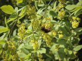 Berberis vulgaris. Части цветущих побегов с питающимся шершнем (Vespa crabro). Пермский край, Кунгурский р-н, правый берег р. Сылва, окр. ур. Камень Ермак, бывшее расположение учебно-научной базы. 04.06.2022.