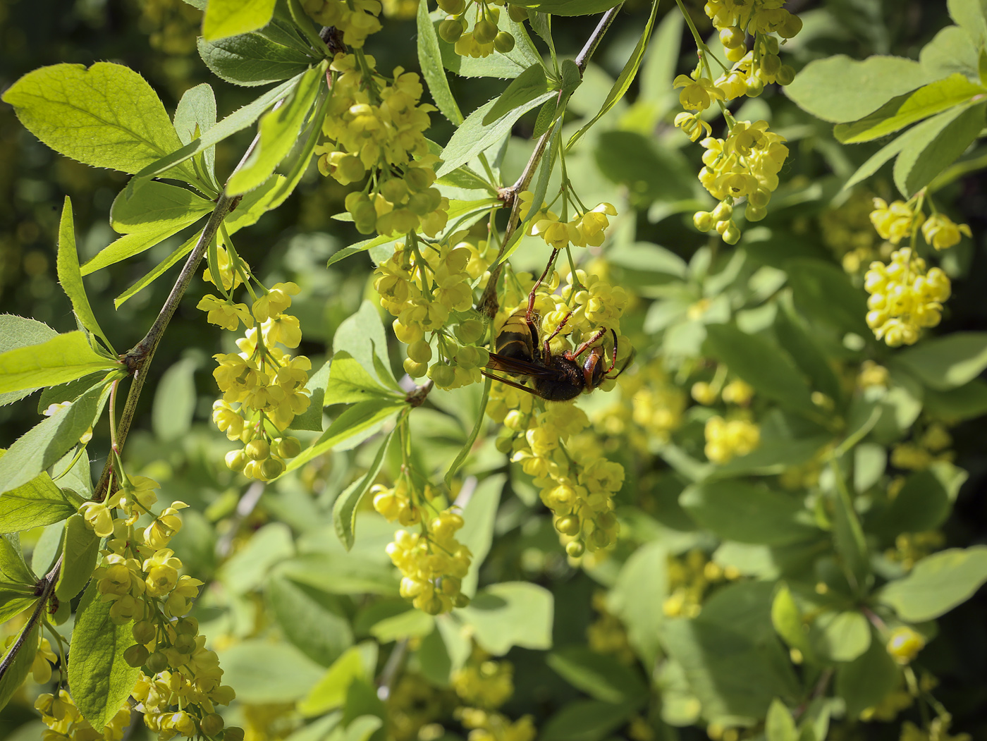 Изображение особи Berberis vulgaris.